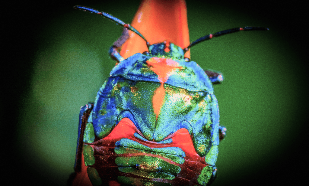 #18: Forests n CO2 & Forensic Bug Scientist
