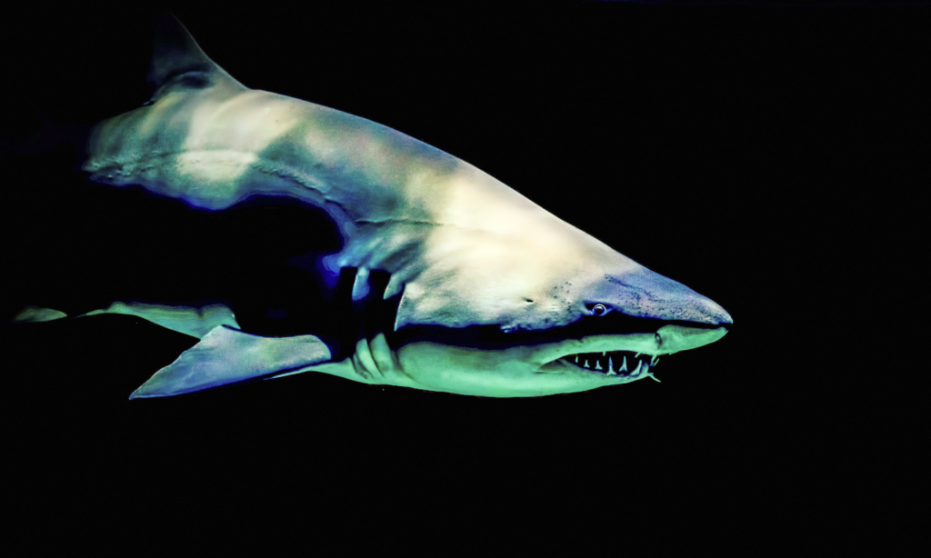 #39: Movies & Megalodon Sharks